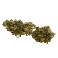 CBG-gras-apple-jack-#2-bud_web